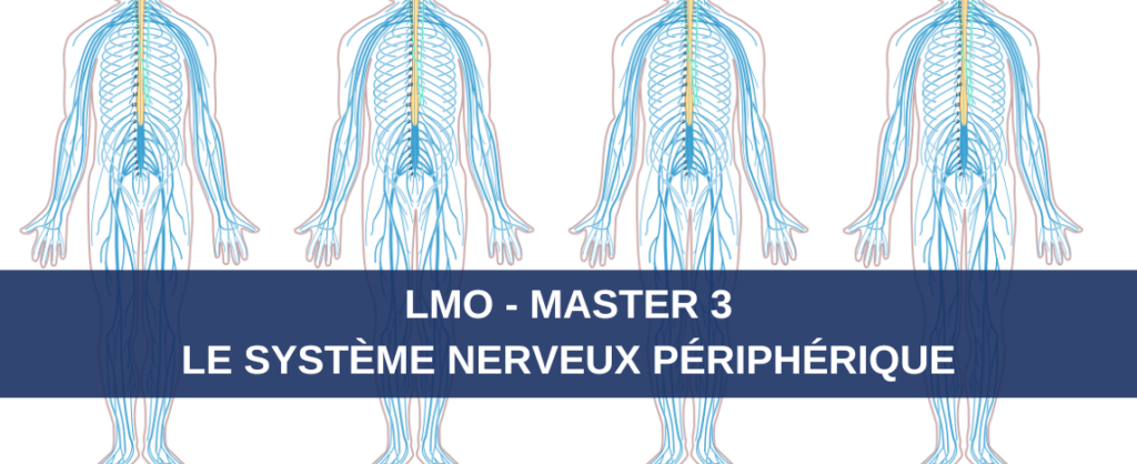 lmo master 3 systeme nerveux peripherique avance